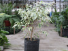 Ficus Variegado