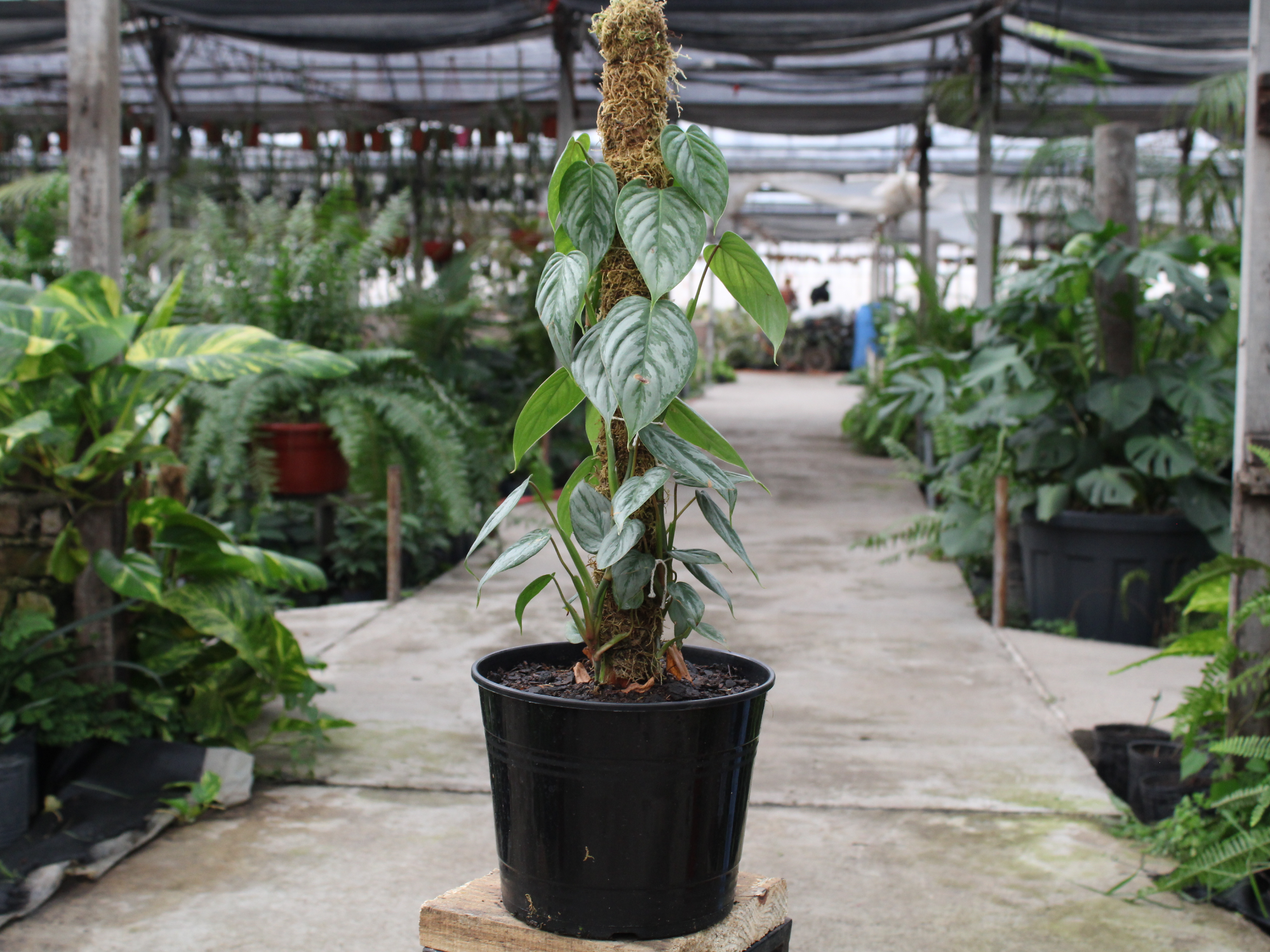 Philodendron brandtianum (con tutor)