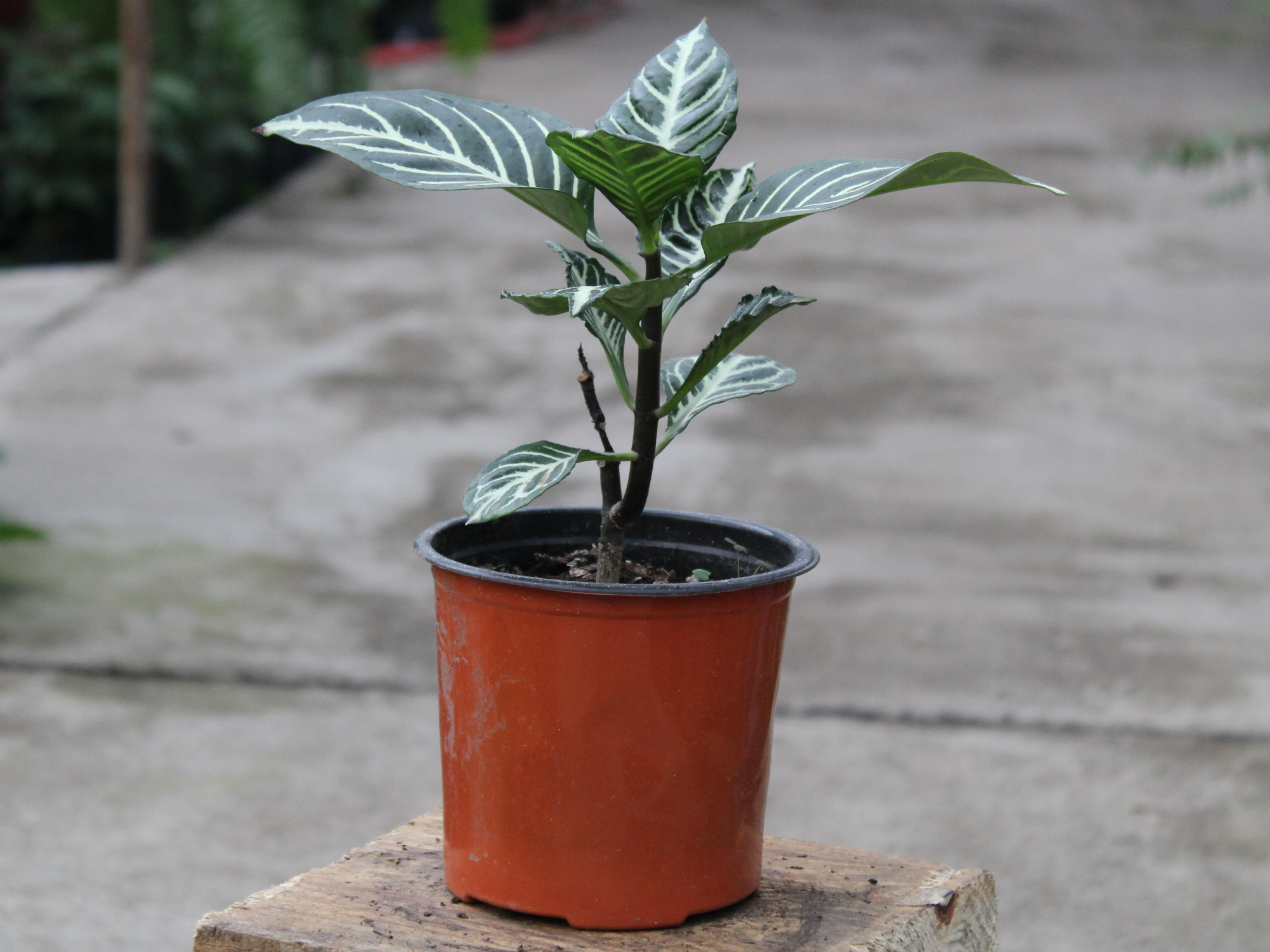 Aphelandra Squarrosa