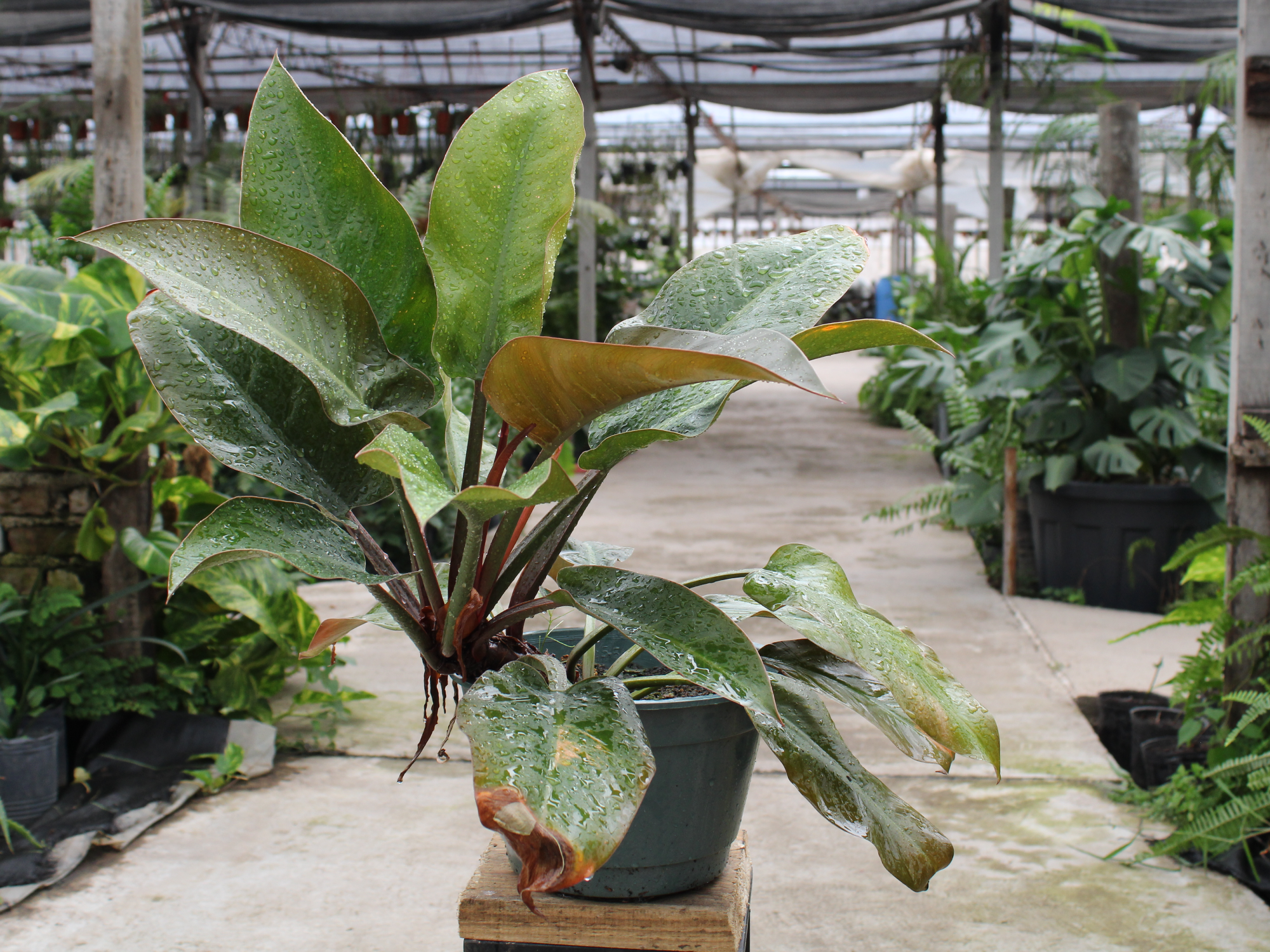 Philodendron  Imperial Red
