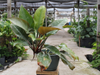 Philodendron Imperial Red