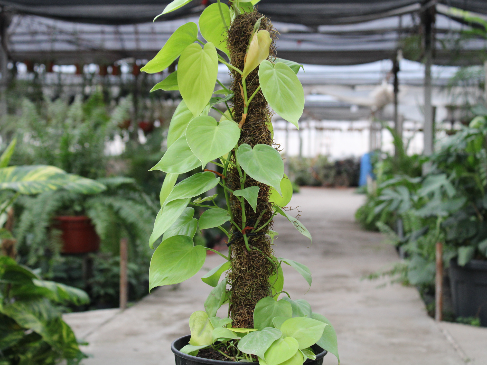 Potus Lemon (cordatum) con tutor