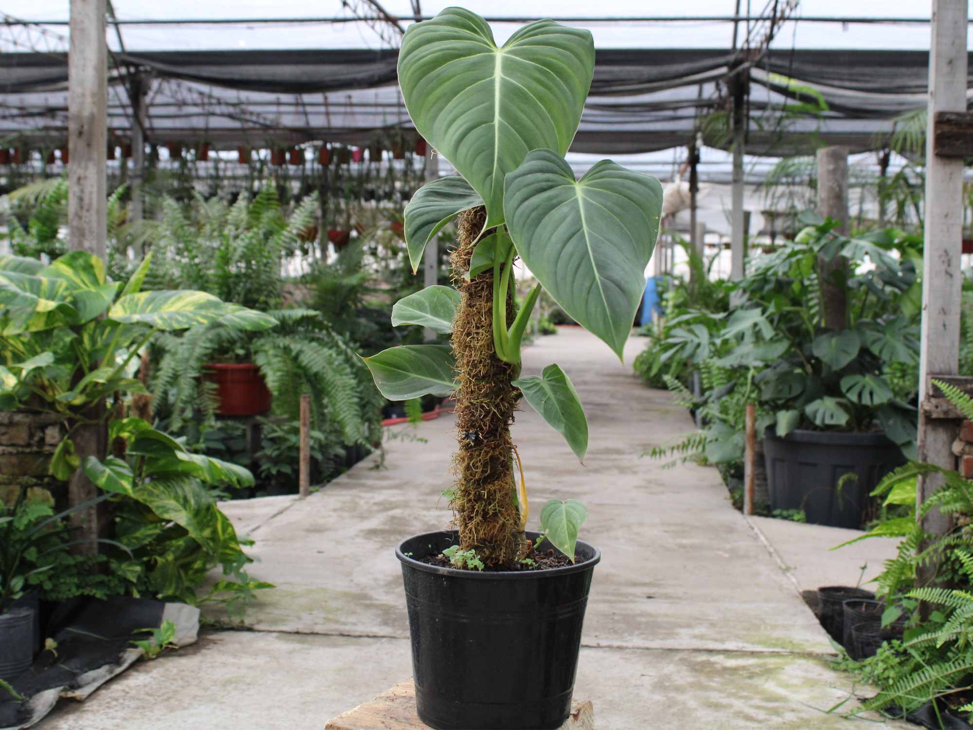 Philodendron Gloriosum (con tutor)