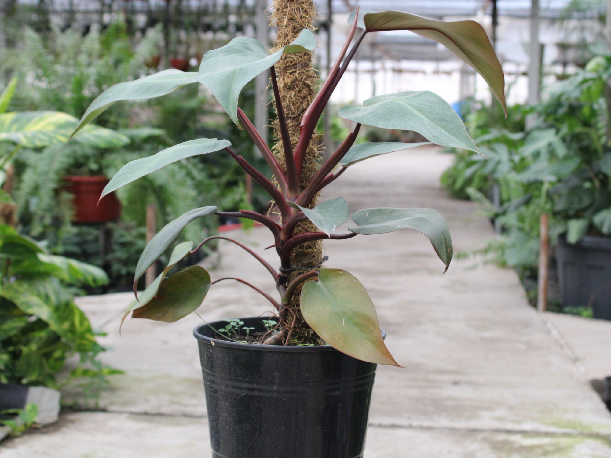 Philodendron Erubescens (con tutor)