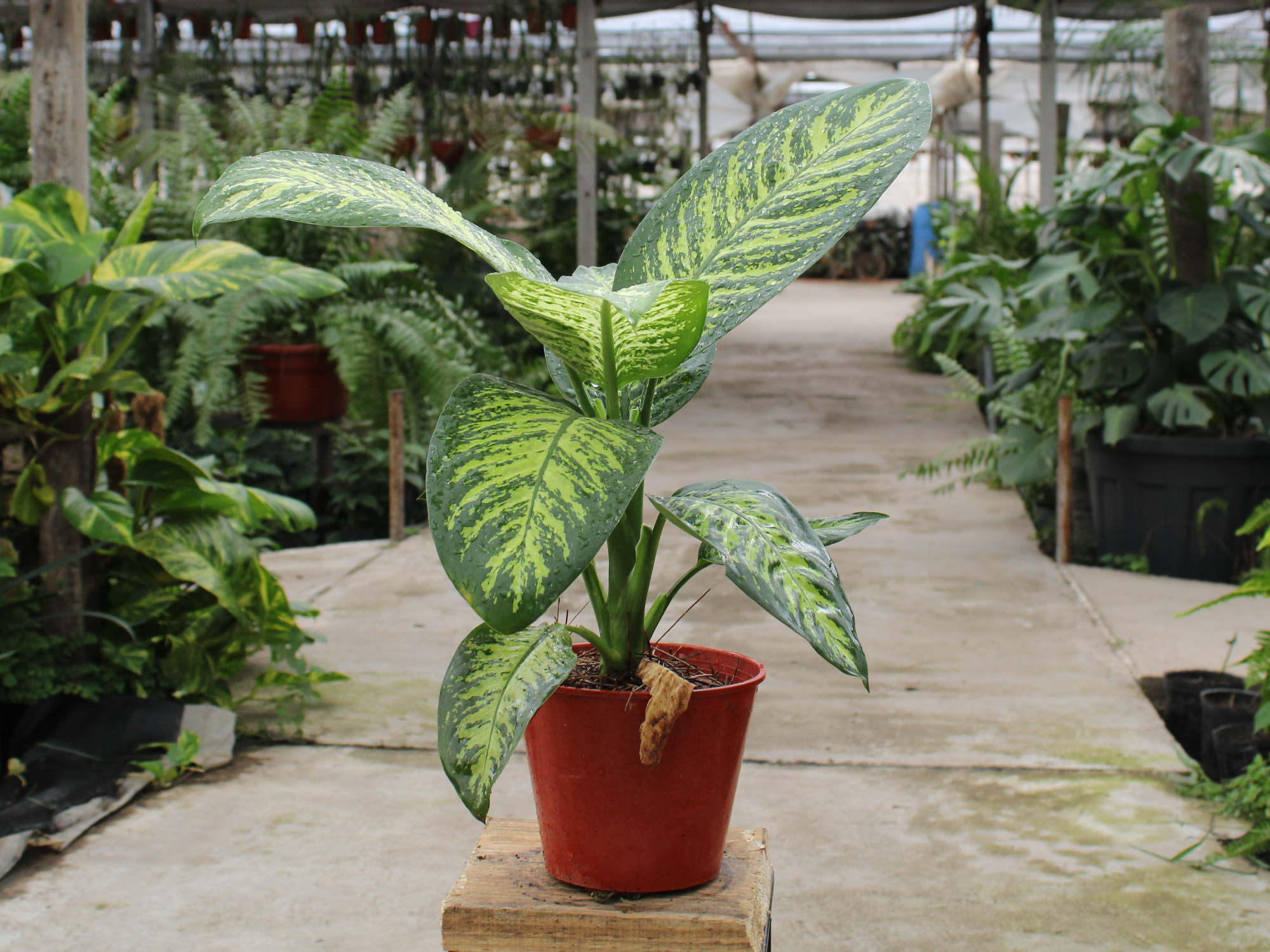 Diaffenbachia tropic