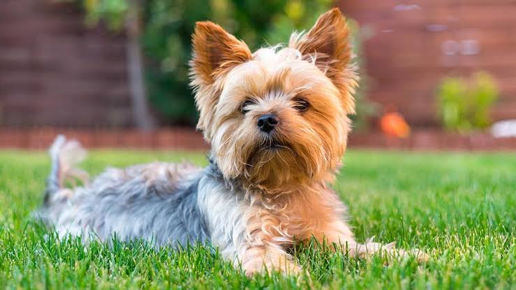 PERRO ADULTO RAZA PEQUEÑA
