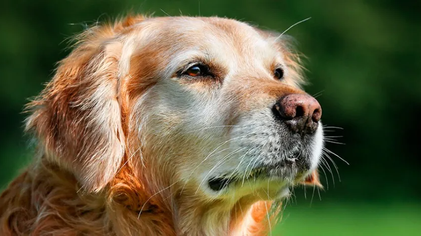 PERRO SENIOR