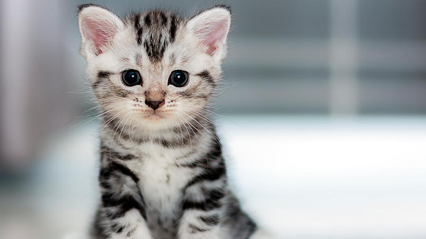 GATO KITTEN