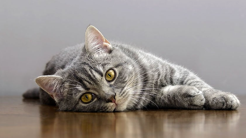 GATO ESTERILIZADO Y URINARY