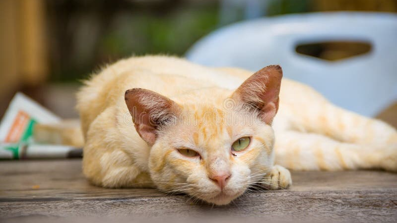 GATO SENIOR