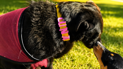 🐾 Amor de cuatro patas (chapitas y accesorios para mascotas)