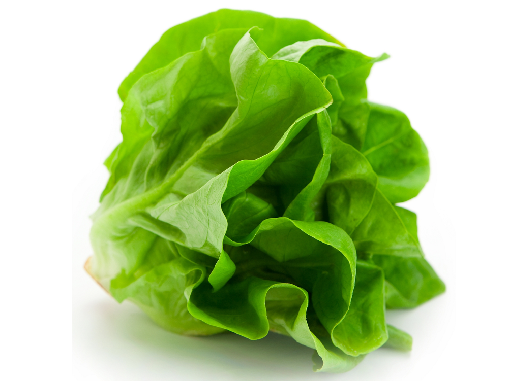 Lechuga Manteca