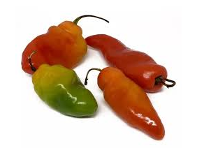 Aji Locoto