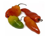 Aji Locoto