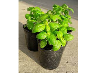 Albahaca Plantin