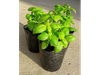 Albahaca Plantin