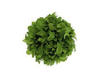 Rucula Hidropónica