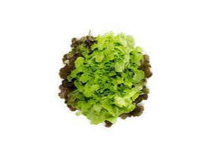 Lechuga Hidropónica