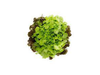 Lechuga Hidropónica