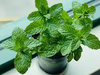 Menta Plantin
