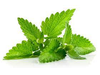 Menta Paquete