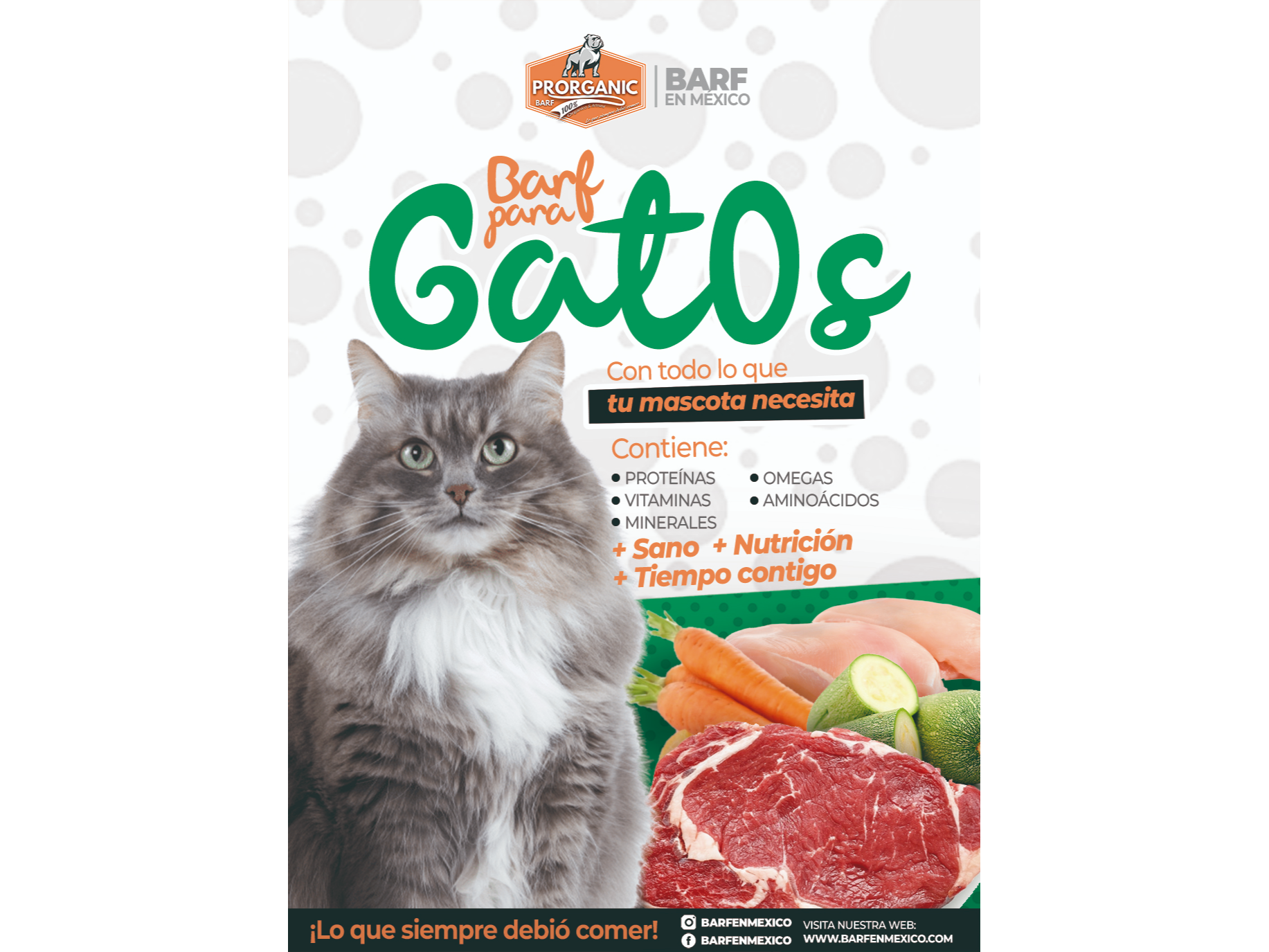 Dieta BARF para gatos