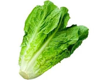 LECHUGA CRIOLLA