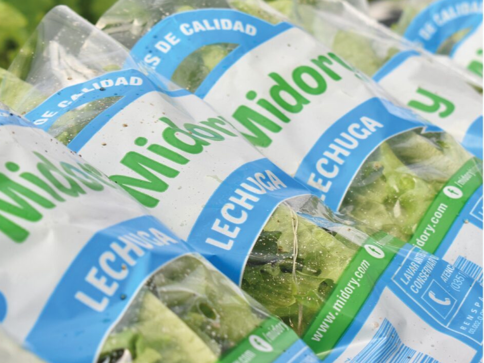 LECHUGA HIDRO x 2UND