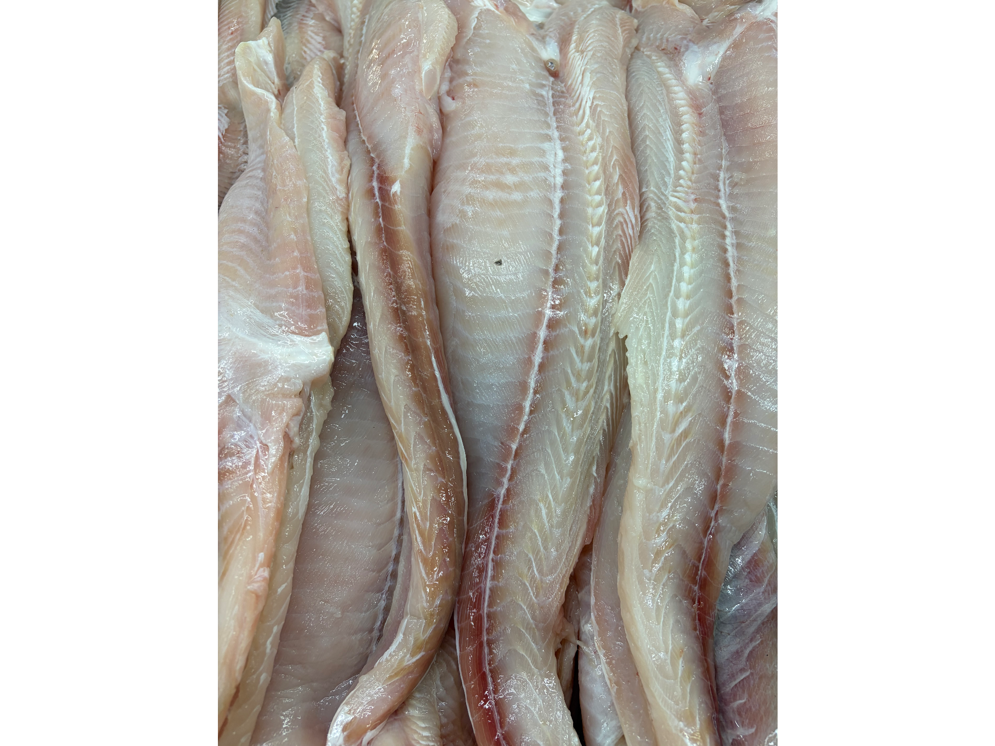 Pollo de mar