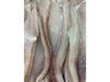 Pollo de mar