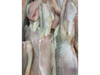Gallo de mar