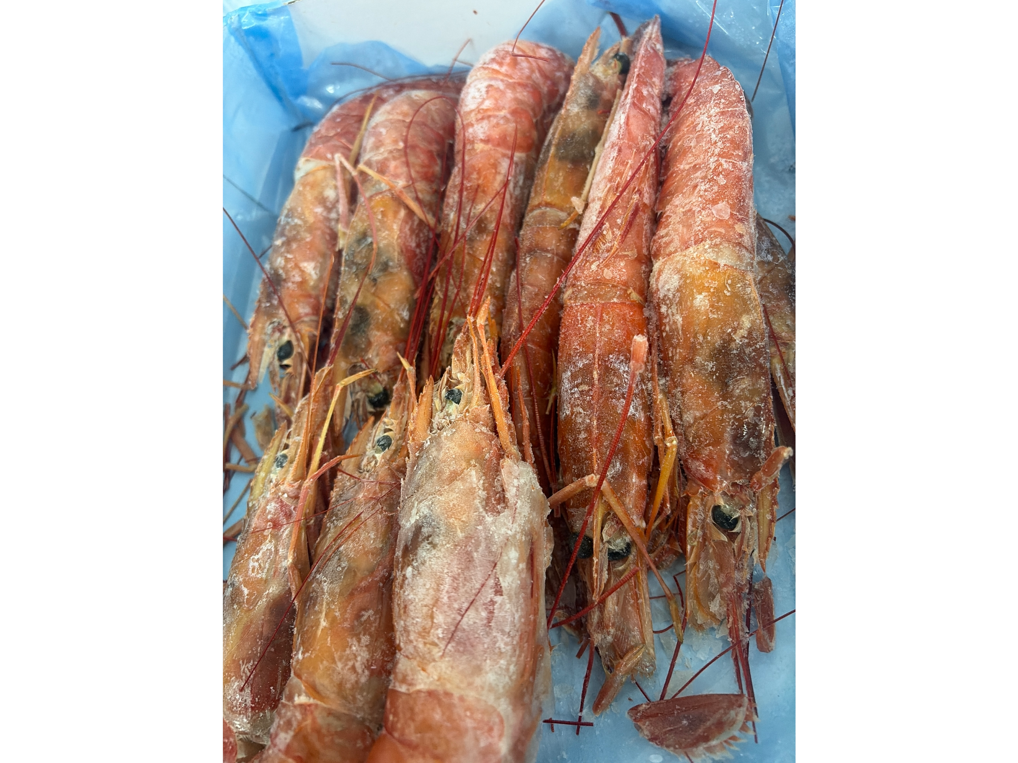 langostino entero