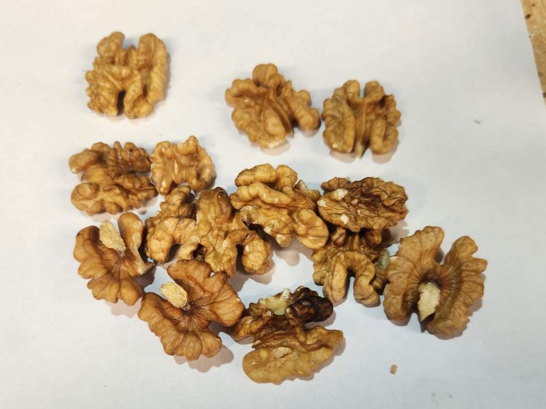 Nueces Mariposa light Chandler