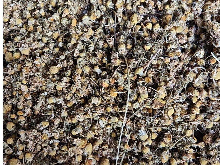 Manzanilla importada (Egipto)