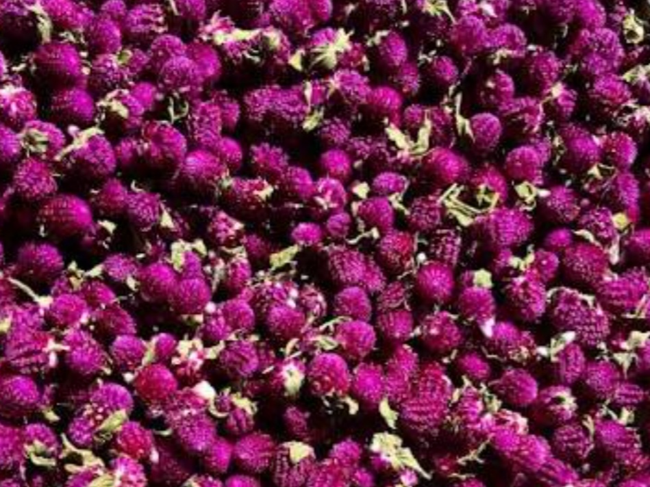 SIEMPRE VIVA FLOR PURA