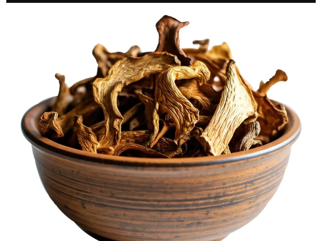 HONGO DE COCO PHLEBOPUS BRUNCHII