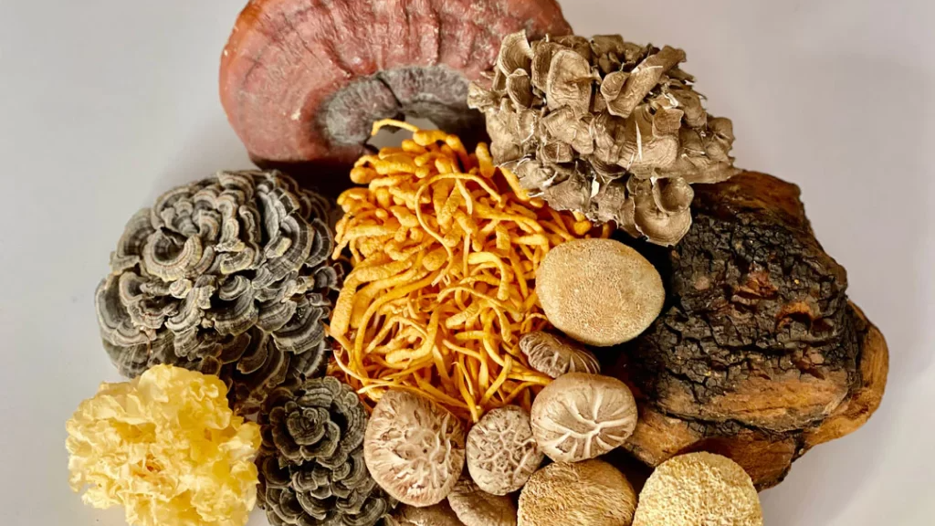 EXTRACTO DE HONGOS ADAPTOGENOS "MYCO"