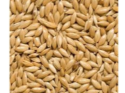 ALPISTE CONSUMO HUMANO