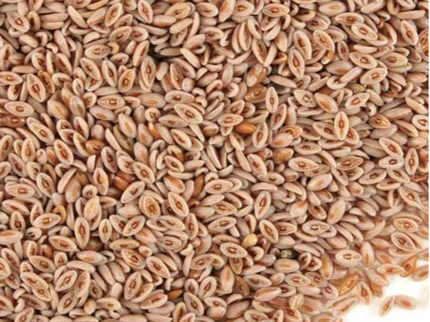 ZARAGATONA SEMILLAS (PSYLIUM)