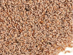 ZARAGATONA SEMILLAS (PSYLIUM)