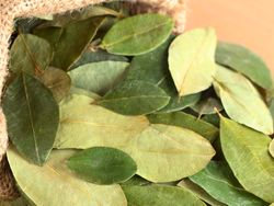 HOJAS DE COCA x 20 GRS