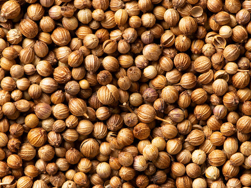CORIANDRO (CILANTRO) GRANO