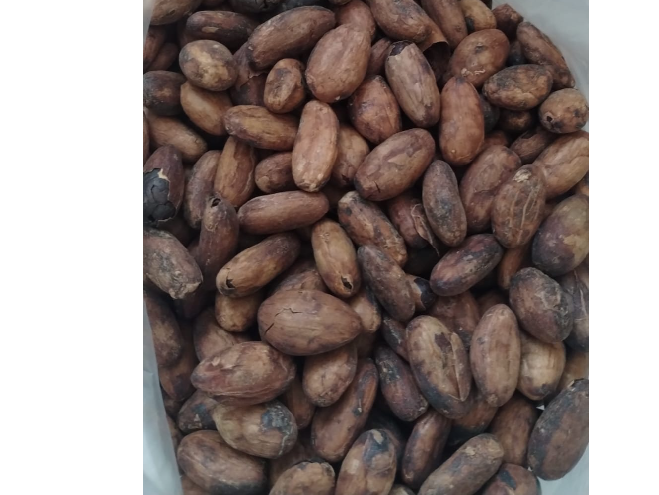 SEMILLAS DE CACAO ENTERA
