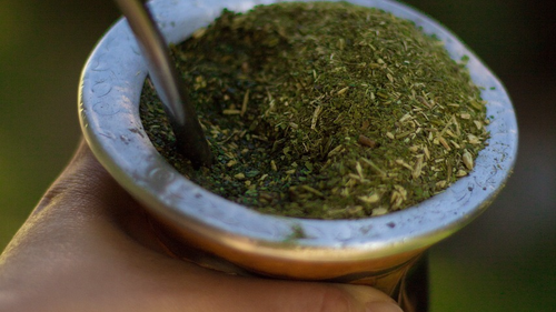 Yerba mate