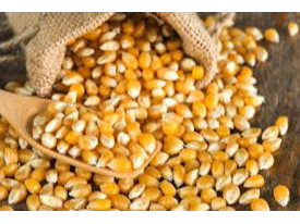 Maiz pisingallo x 100 grs
