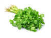 CILANTRO X ATADO