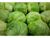 LECHUGA REPOLLADA