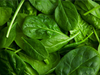 ESPINACA