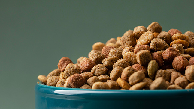 BALANCEADO DE PERRO SUELTO