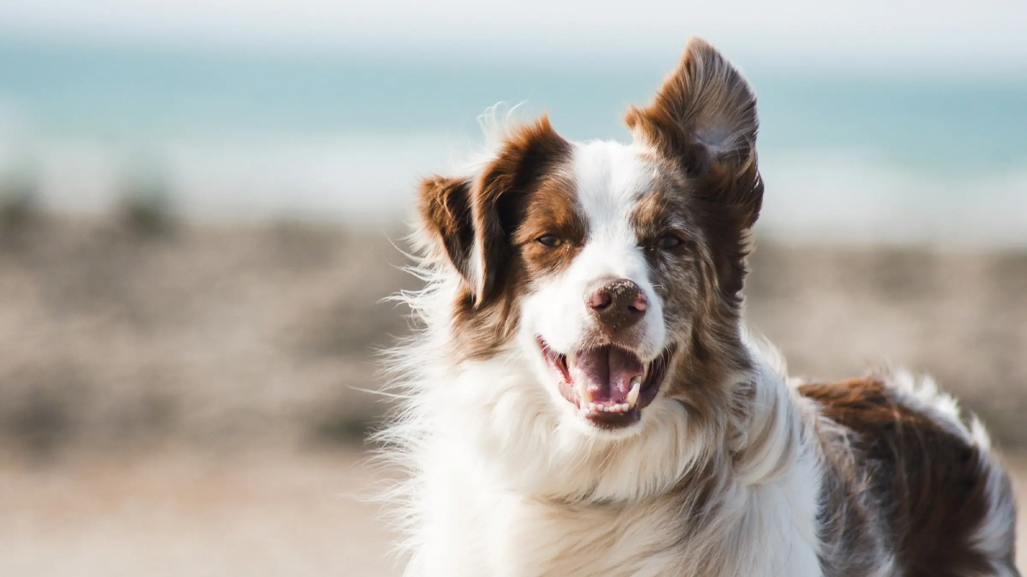 Alimento para Perros
